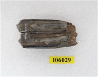 藏品(鹿科牙化石)的圖片